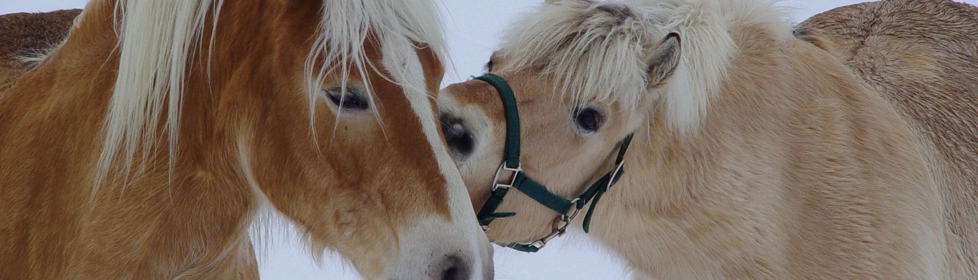 Poneys dans la neige